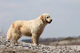 GOLDEN RETRIEVER 458